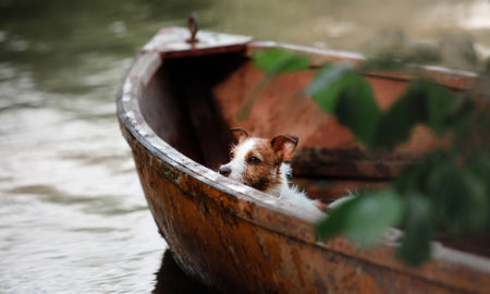 Un petit chien naviguant dans une barque