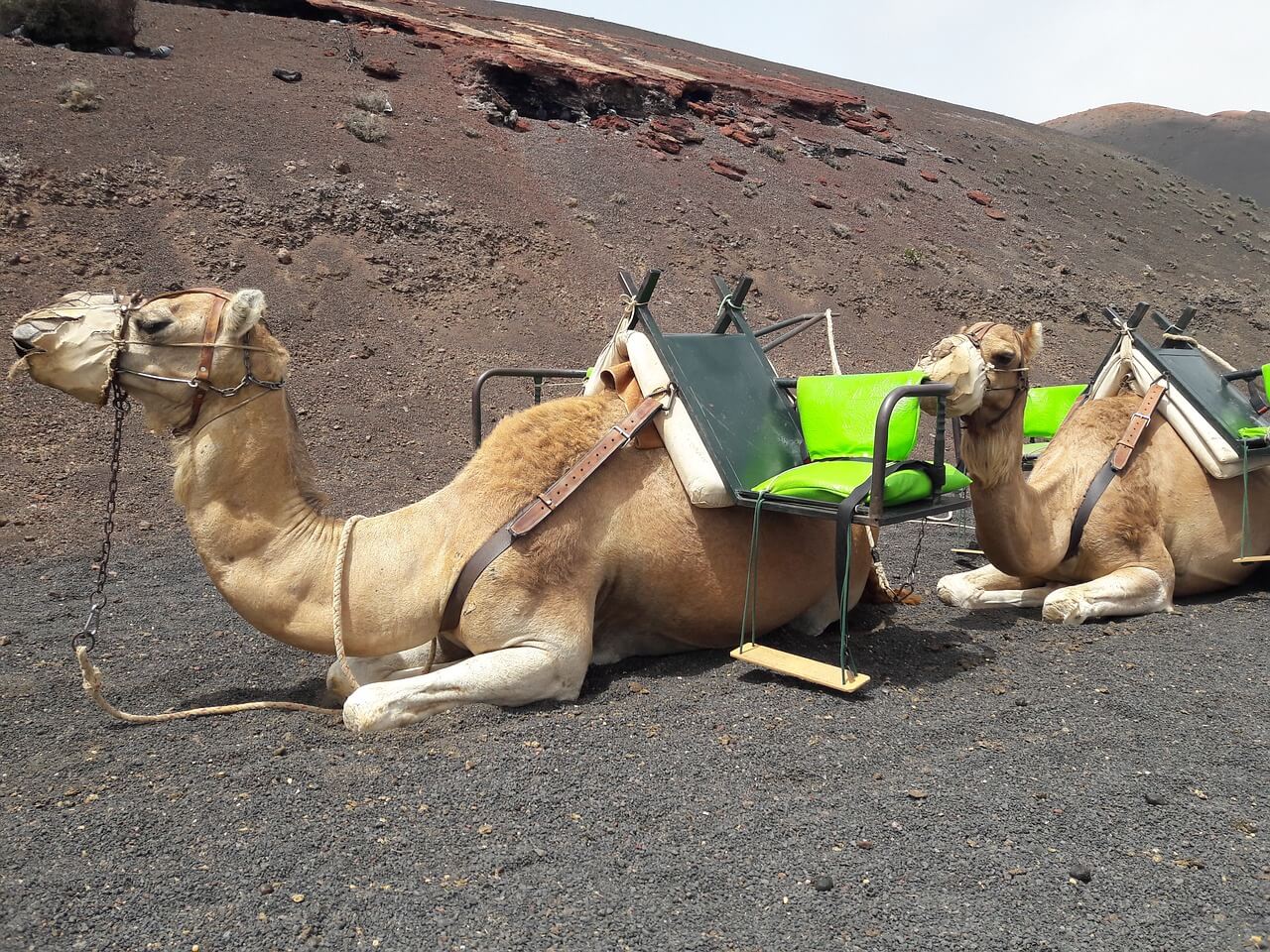 Balade en chameau aux Canaries