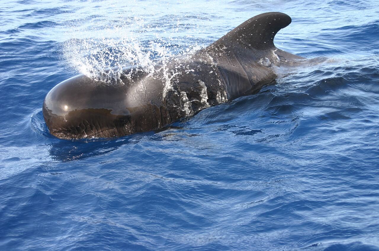 Activité d'observation de baleine aux Canaries