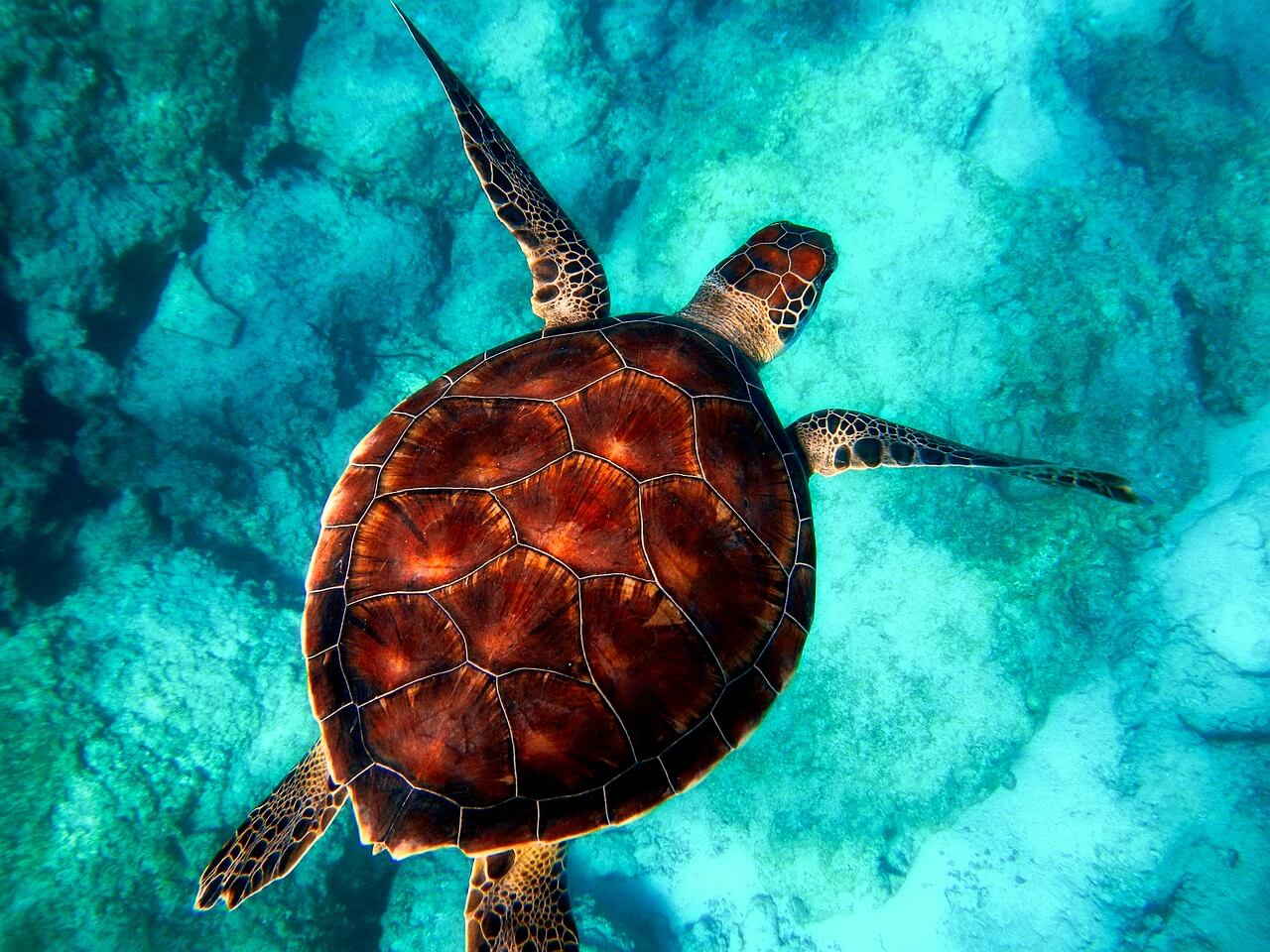 Tortue vue en plongée sous-marine aux Canaries