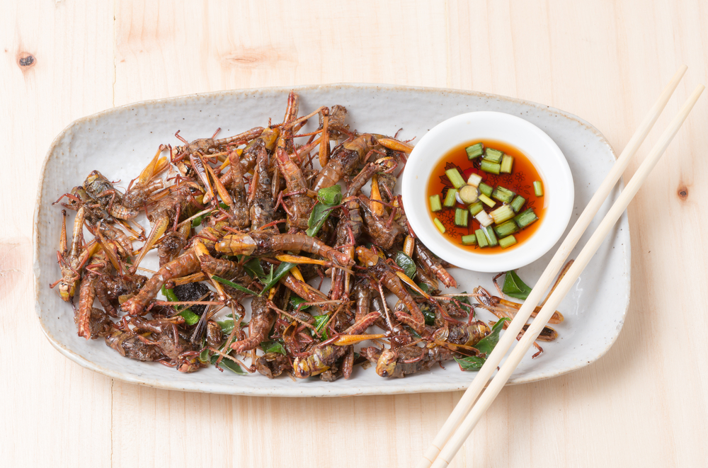 Assiette d'insectes comestibles cuisinés