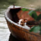 Un petit chien naviguant dans une barque