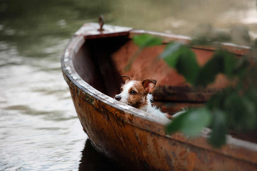 Un petit chien naviguant dans une barque